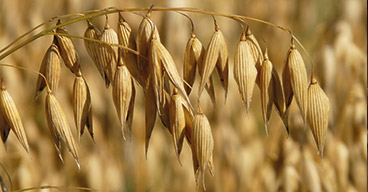 Opti-Rationfür Futtermittelhersteller