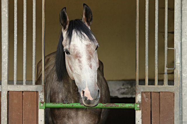 Pferd eingesperrt